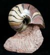 Inch Polished Cenoceras Nautilus - France #4495-3